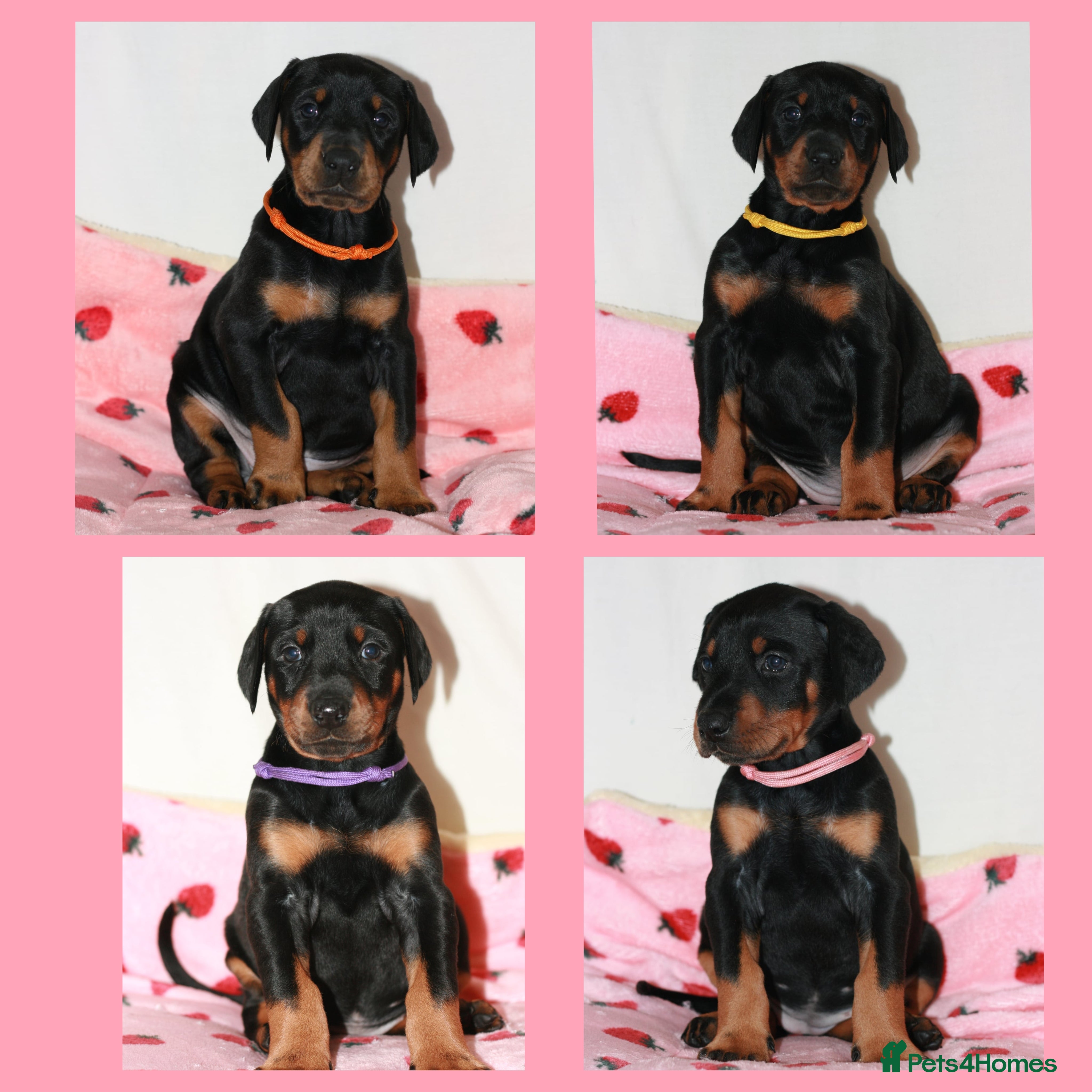 Dobermann dogs Evalesco Dobermanns - Advert 3