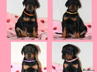 Dobermann dogs Evalesco Dobermanns - Advert 3