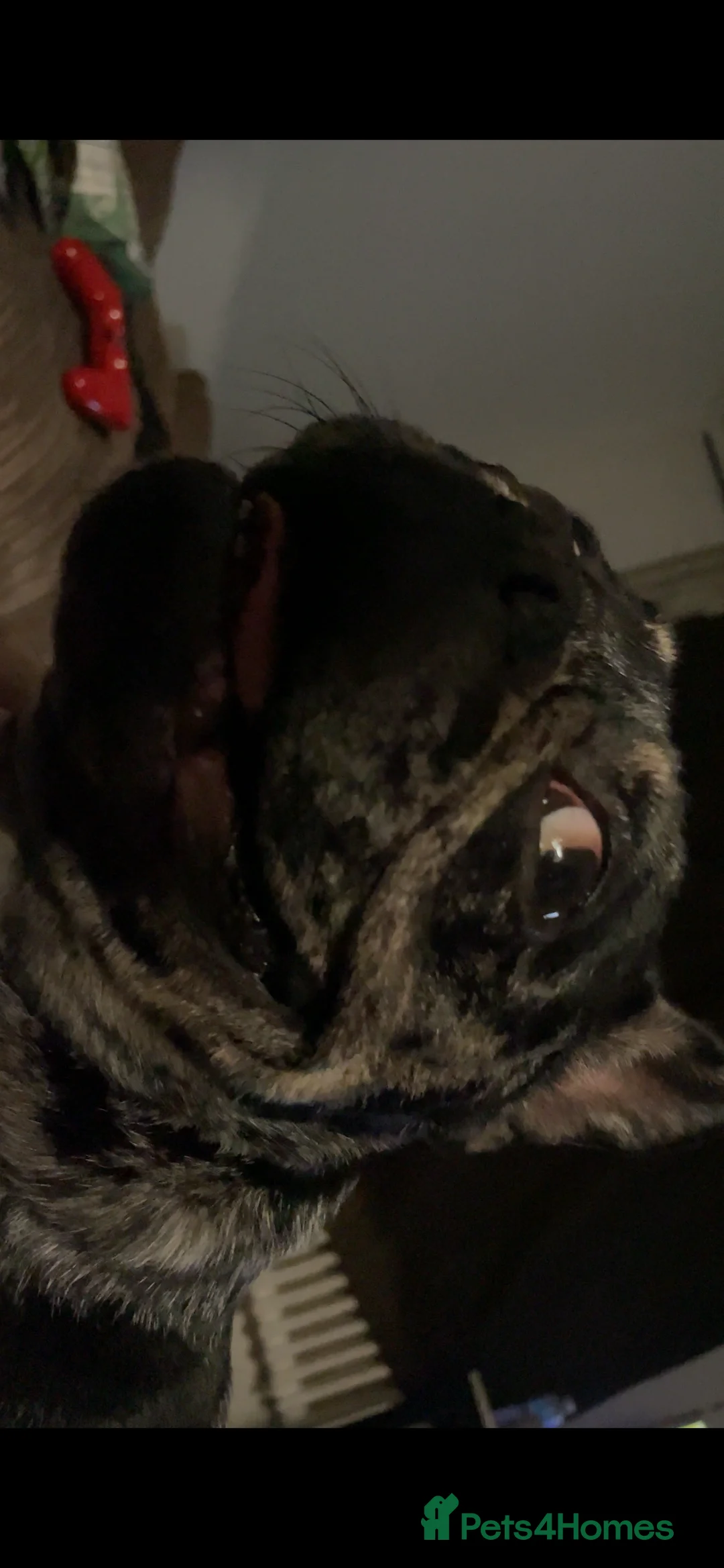 French Bulldog dogs for sale: Coco  - Advert 7