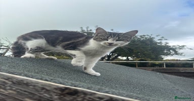 Mixed Breed cats - Advert 10