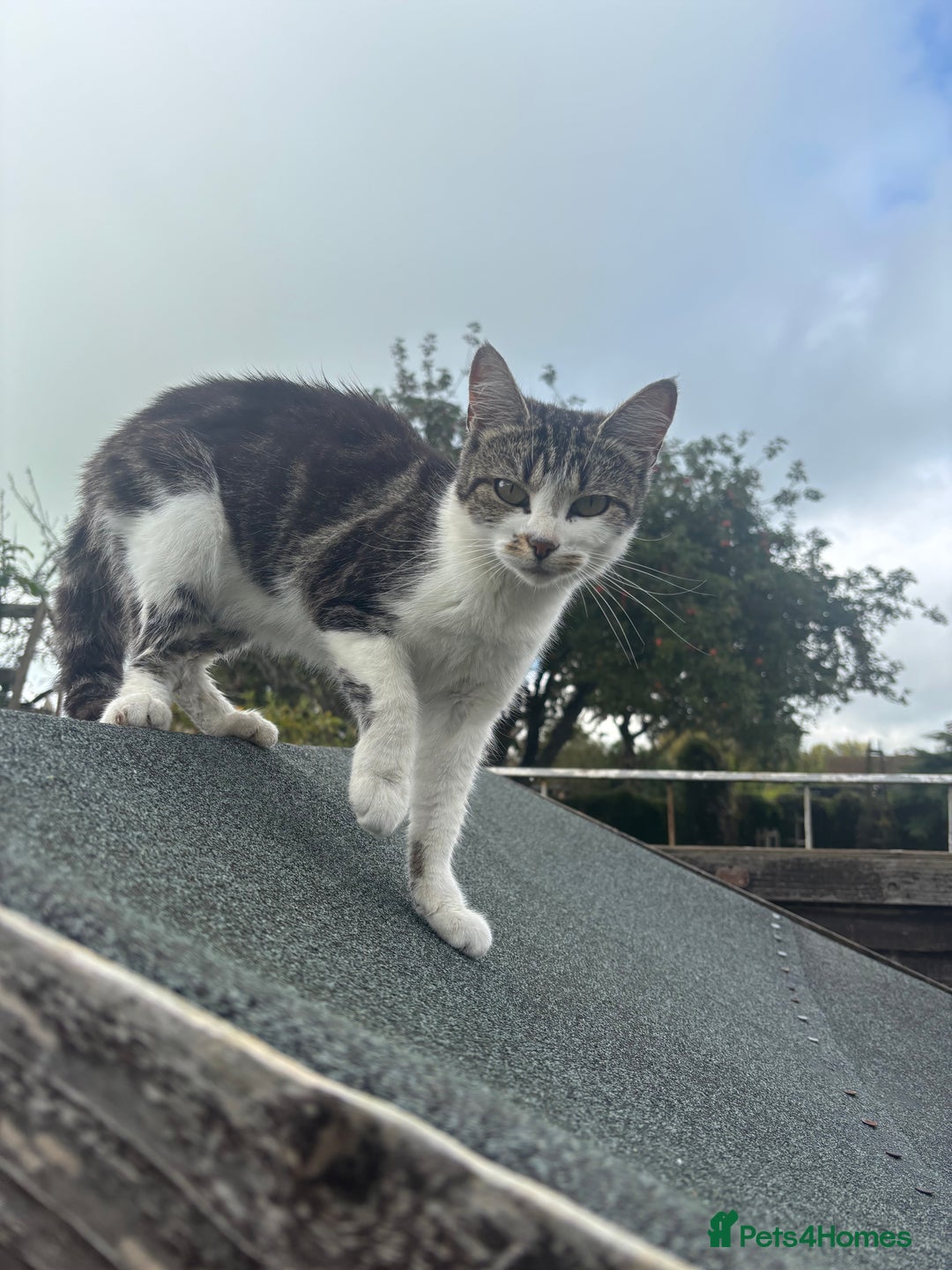 Mixed Breed cats for sale: Rehome 1 year old female cat  - Image 2