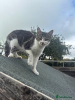 Mixed Breed cats - Advert 2