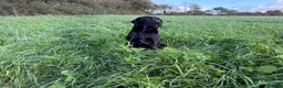 Labrador Retriever dogs for sale: Adult - KC Registered Black Labrador Retriever  - Advert 4