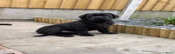 Cane Corso dogs for sale: Exceptional 88% Cane Corso / 12% Malinois Puppies in Preston - Advert 36