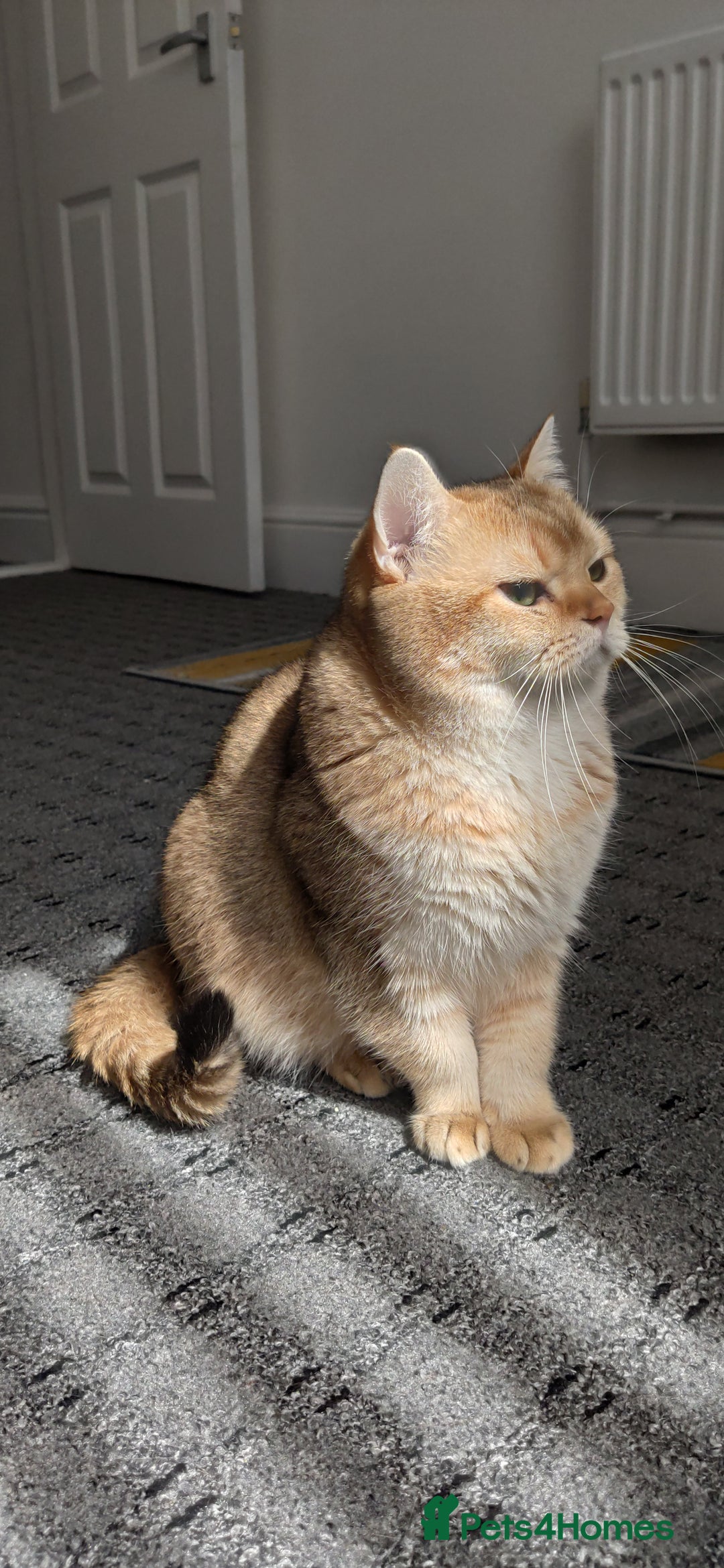 British Shorthair cats for stud: Gold BRI ny12 Stud in Derby - Advert 13