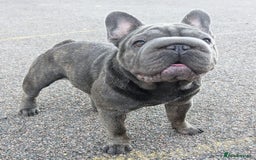 French Bulldog dogs for stud:  Elite Micro  Blue Frenchie Stud - Image 6