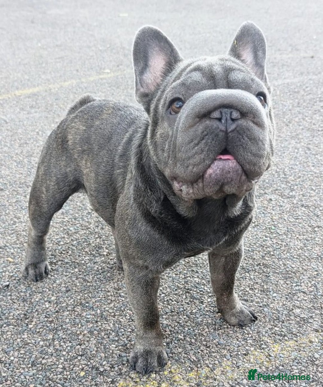 French Bulldog dogs for stud:  Elite Micro  Blue Frenchie Stud - Image 6