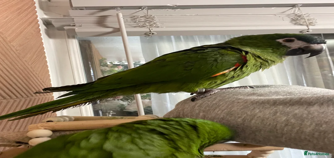 Gallery Image {{count}}