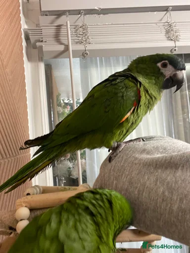 Gallery Image {{count}}