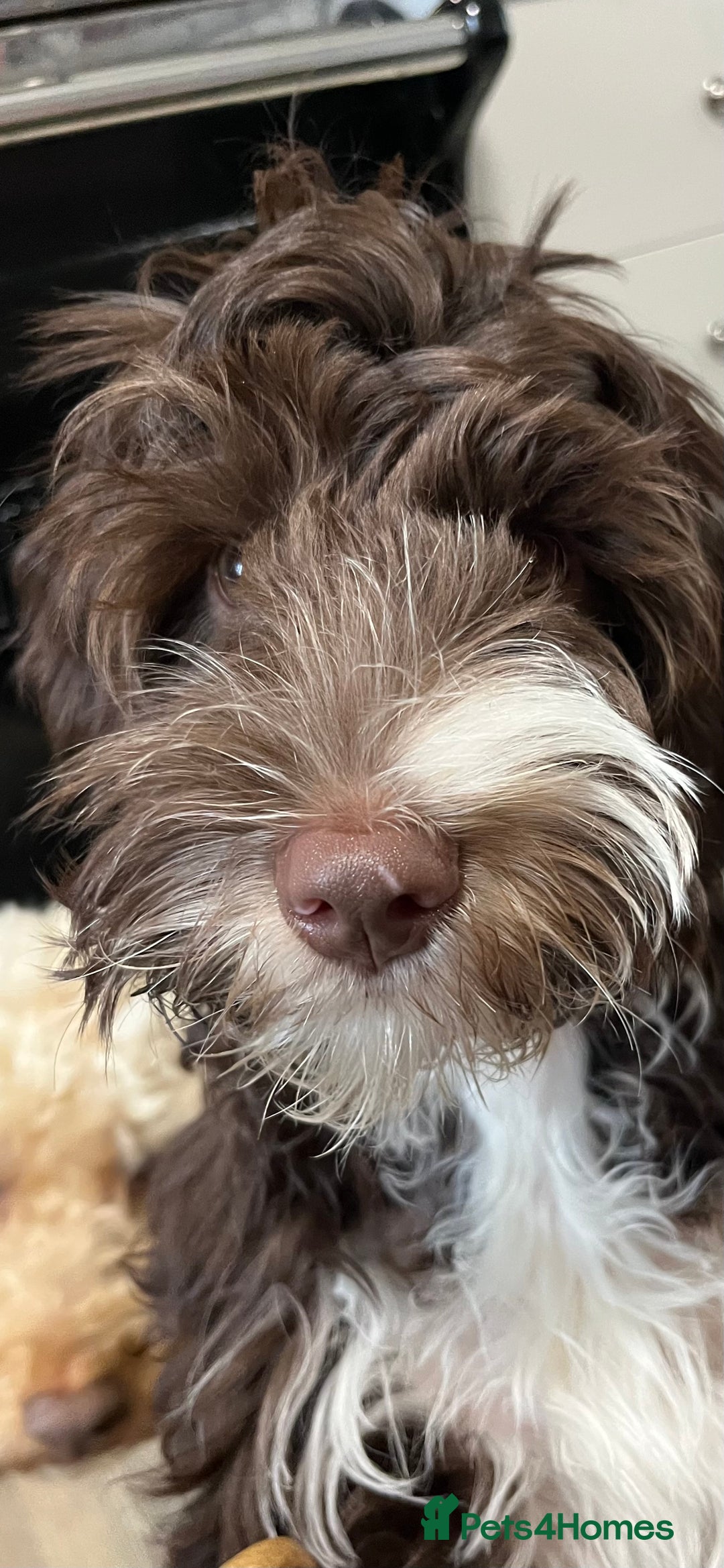 Mixed Breed dogs for sale: Authentic Annetteslabradoodles/Cobberdogs - Advert 14