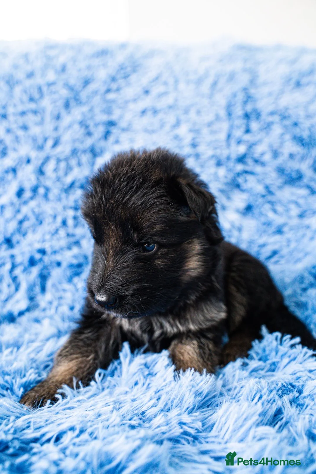 German Shepherd dogs for sale: 8 Gorgeous Pups out  of Xandor di Casa Massarelli - Advert 5