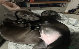 Mixed Breed dogs for sale: Lurcher x Standard Dachshund Puppies  - Image 1