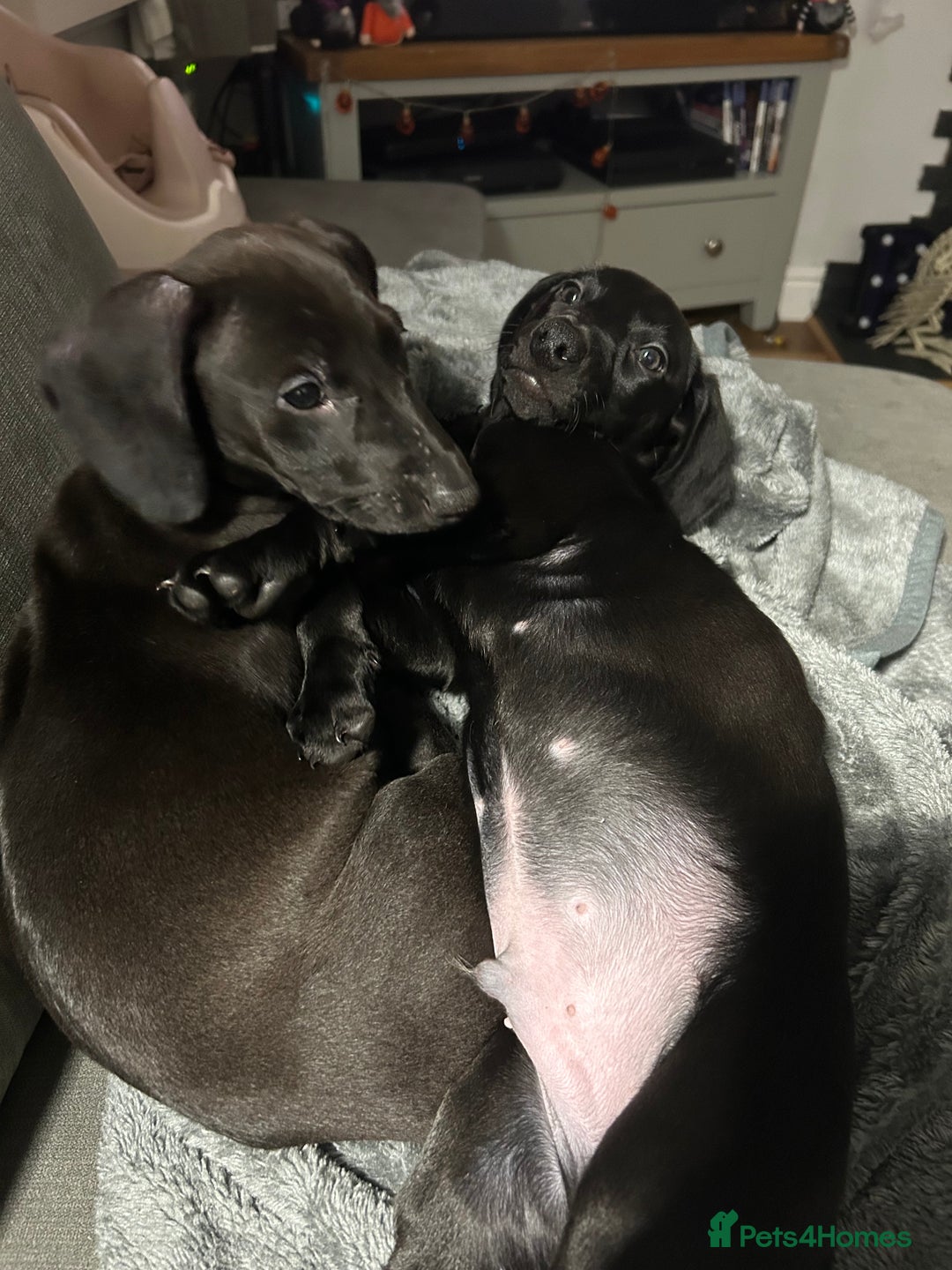 Mixed Breed dogs for sale: Lurcher x Standard Dachshund Puppies  - Image 1