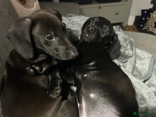 Mixed Breed dogs - Advert 2