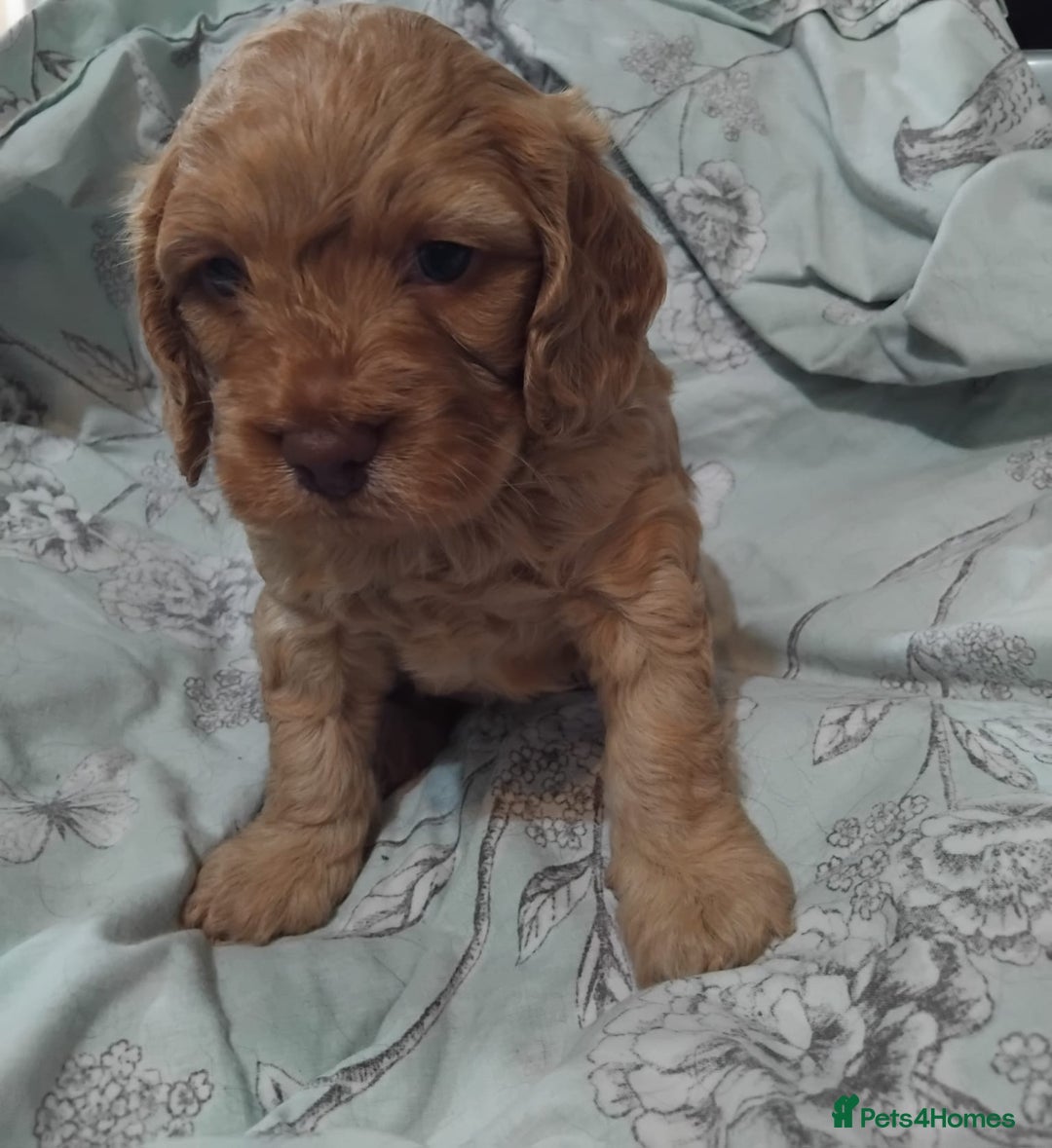 Cockapoo dogs for sale: Cockapoo puppies for Sale - Image 1