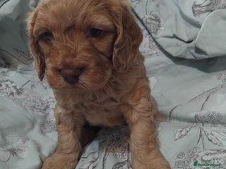 Cockapoo dogs - Advert 20