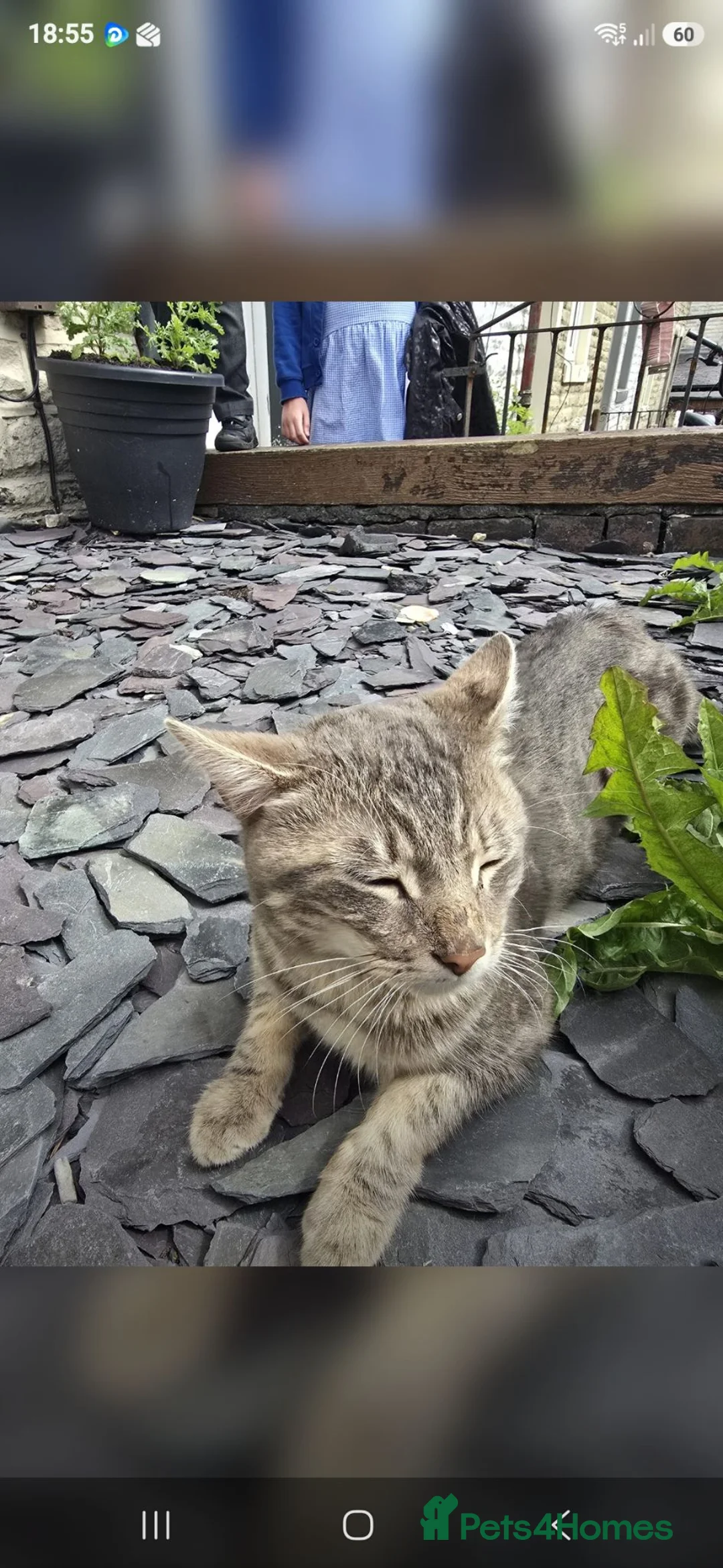 Mixed Breed cats for sale: Male cats  - Advert 1