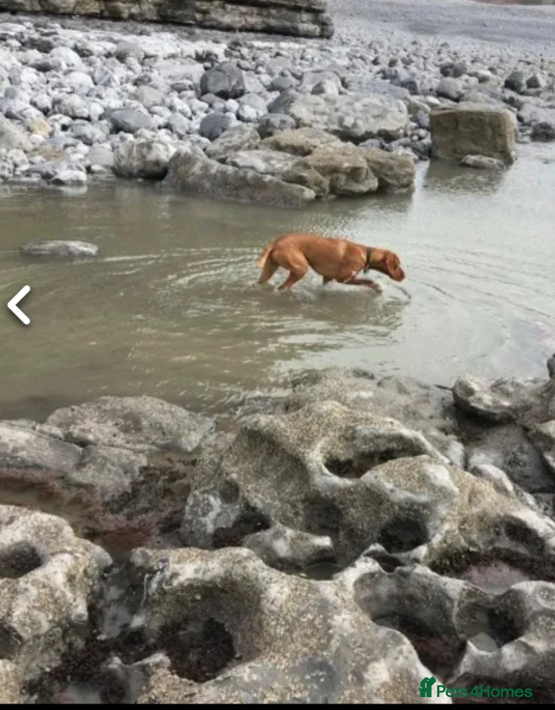 Hungarian Vizsla dogs for stud: Proven Hungarian championship blood line in Llantwit Major - Advert 7