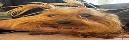 Yorkshire Terrier dogs for sale: Yorkshire terrier  puppies 9 weeks  - Advert 5