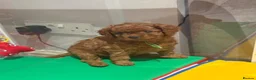 Cavapoo dogs for sale: 2 Beautiful Red Toy Cavapoo Puppies  in London - Advert 6