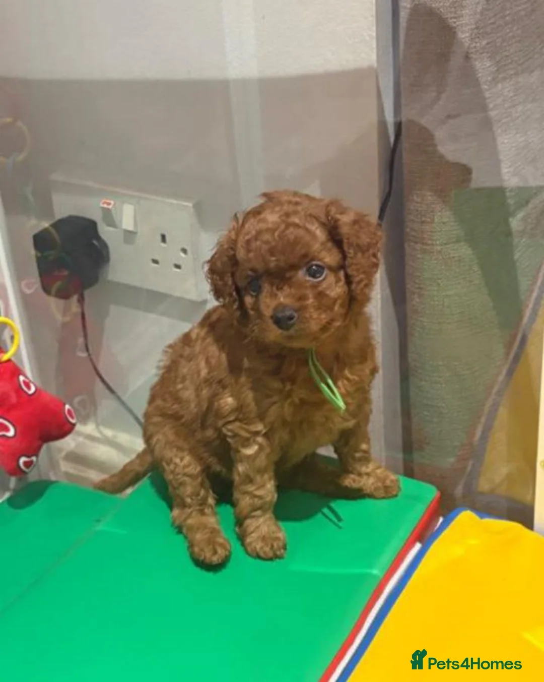 Cavapoo dogs for sale: 2 Beautiful Red Toy Cavapoo Puppies  in London - Advert 6