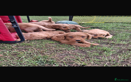 Mini Goldendoodle dogs for sale: F1 Goldendoodle puppies  - Image 17