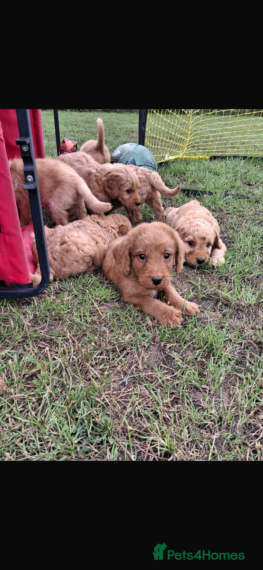Mini Goldendoodle dogs for sale: F1 Goldendoodle puppies  - Image 17
