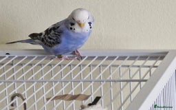 Budgerigars birds for sale: Violet Opaline Budgie - Image 7