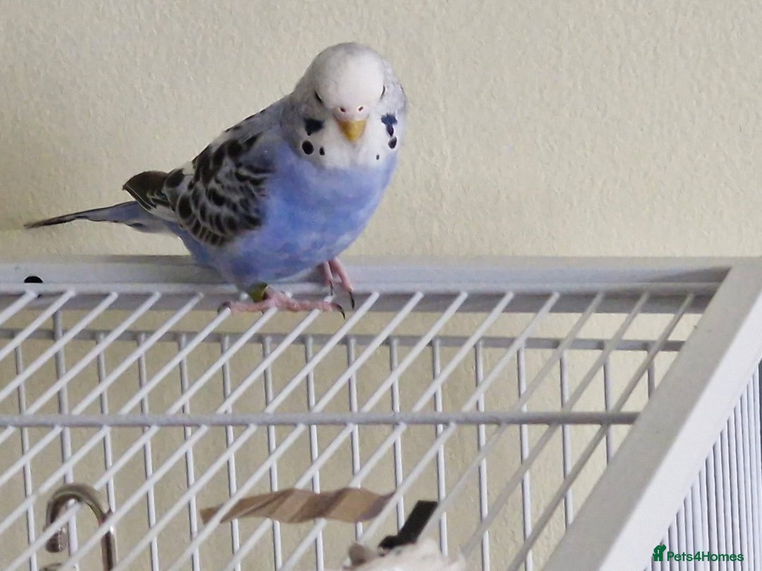 Budgerigars birds for sale: Violet Opaline Budgie - Image 7