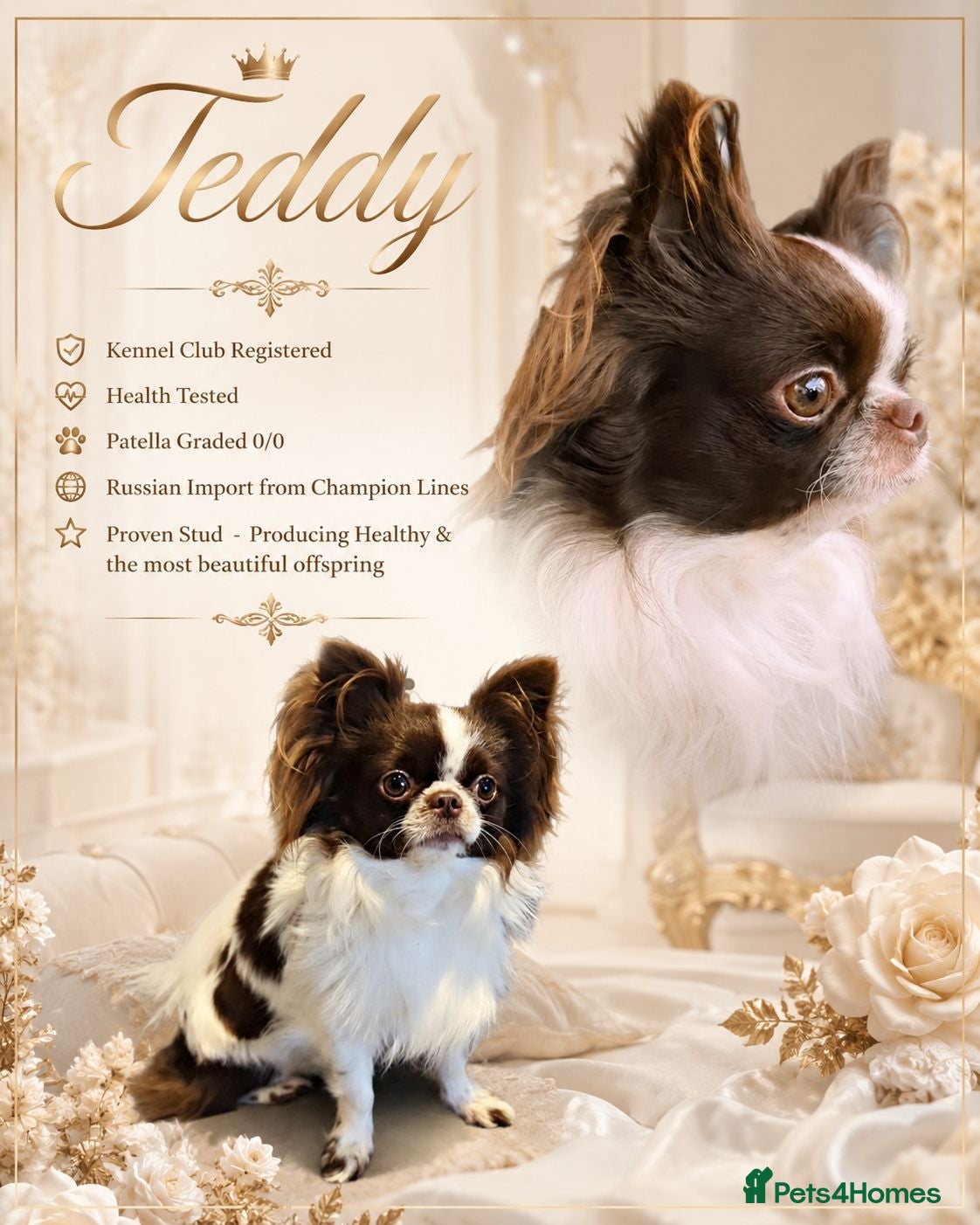 Chihuahua dogs KC reg-Heath Tested-Proven Stud - Advert 5