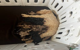 Cockapoo dogs for sale: Cockapoo Puppies for sale - Image 3