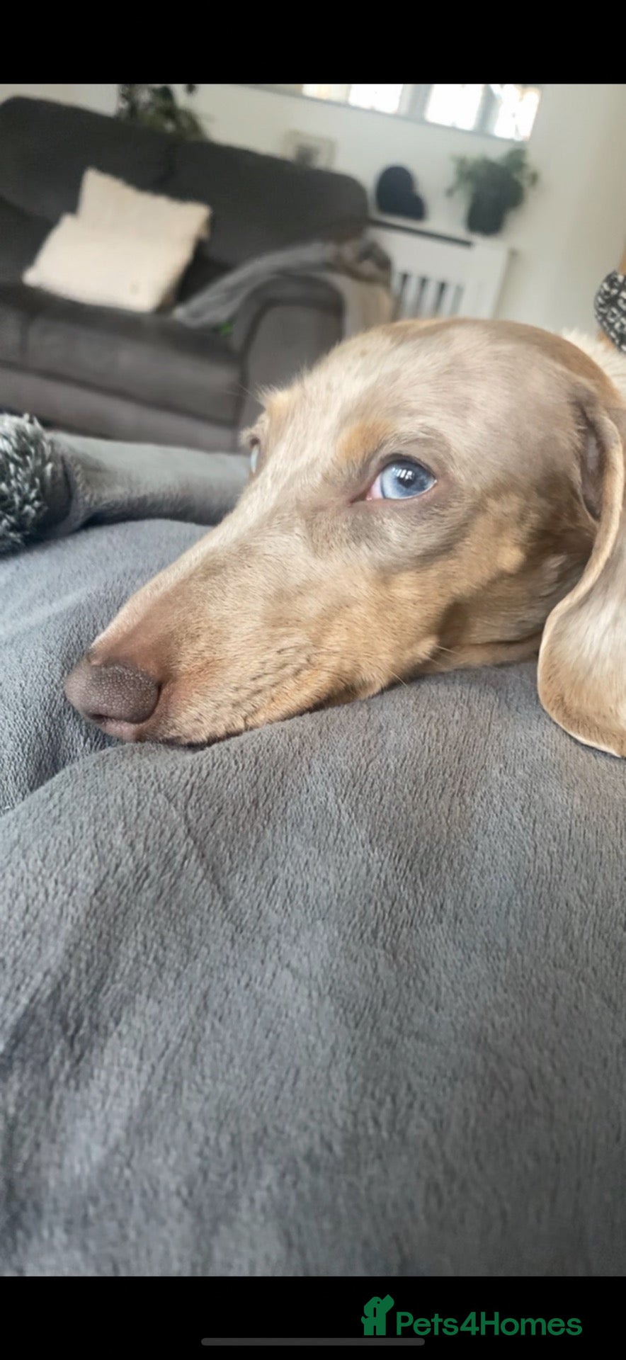 Miniature Dachshund dogs for sale: Isabella & cream dapple puppies  - Advert 2