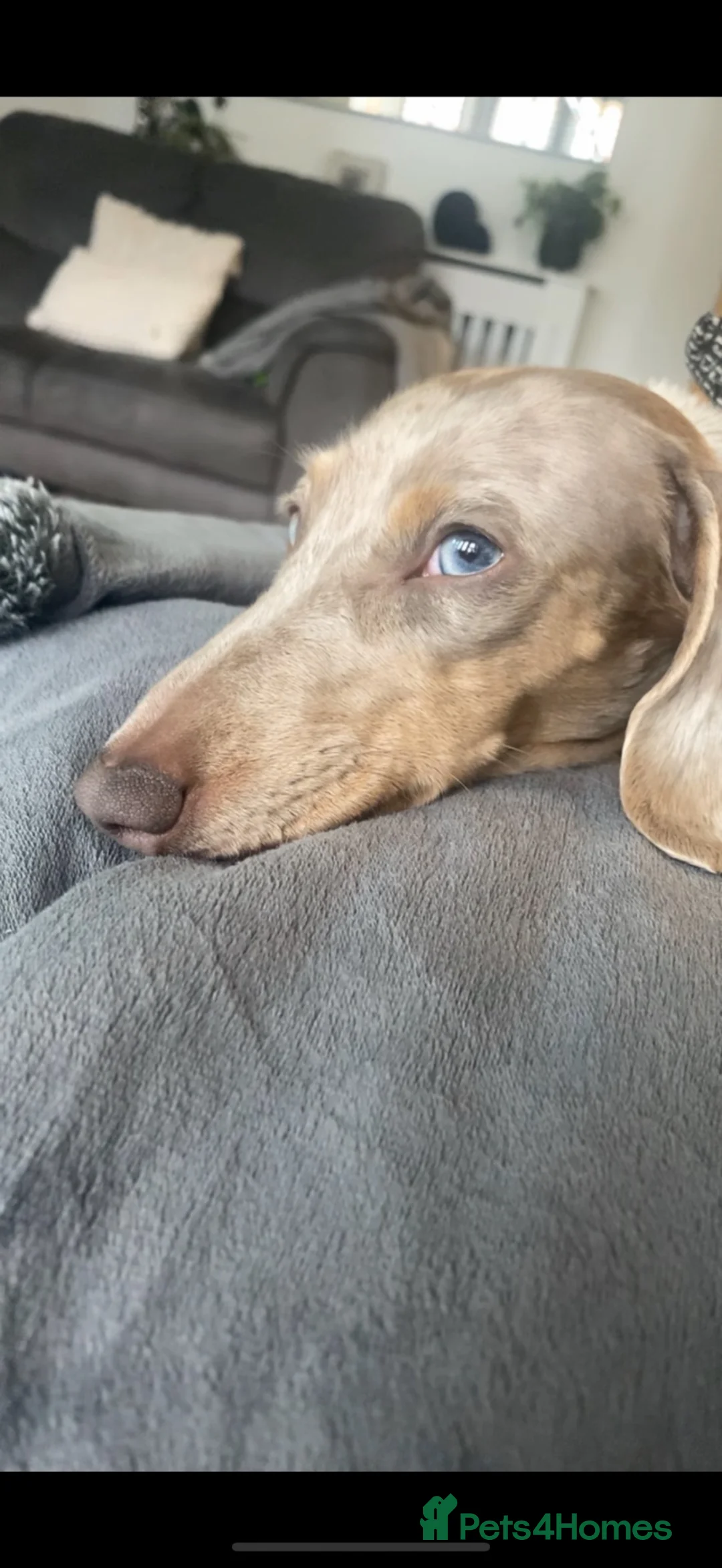Miniature Dachshund dogs for sale: Isabella & cream dapple puppies  in Barnsley - Advert 2