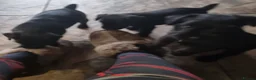 Patterdale Terrier dogs for sale: Patterdale puppy's  - Advert 7