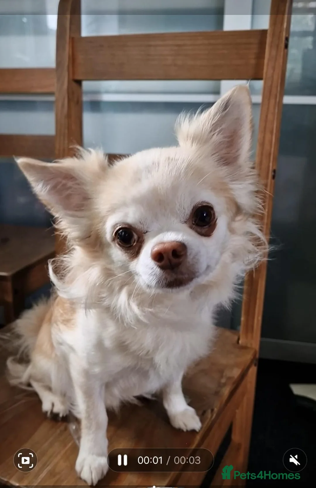 Chihuahua dogs for stud: Handsome Tody - Advert 2