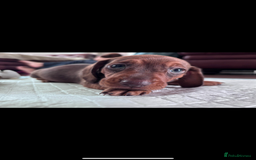 Miniature Dachshund dogs for sale: Miniature dachshund puppies - Image 13