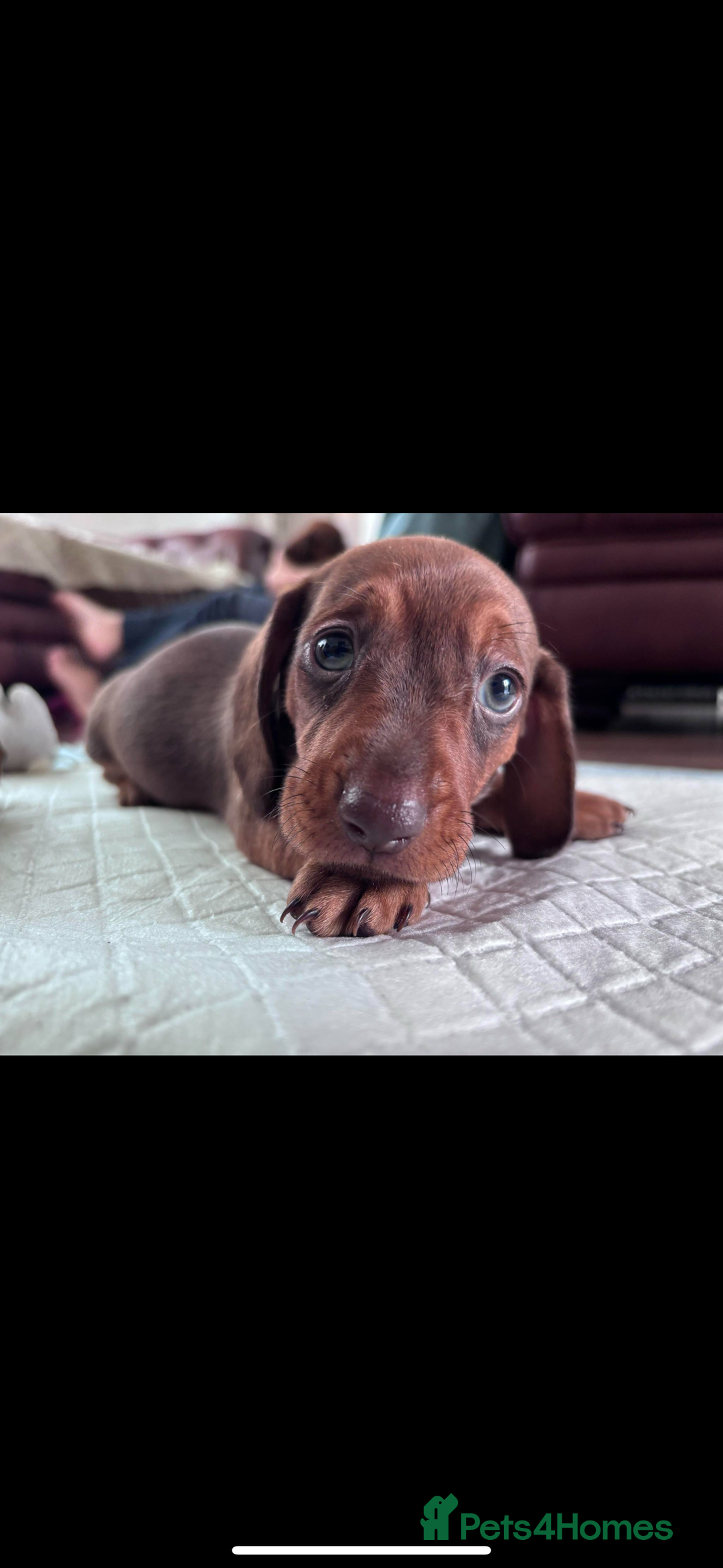 Miniature Dachshund dogs for sale: Miniature dachshund puppies - Image 13