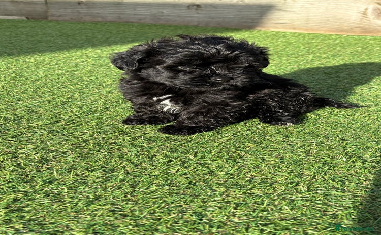 Lhasapoo dogs - Advert 6