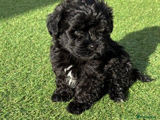 Lhasapoo dogs - Advert 6