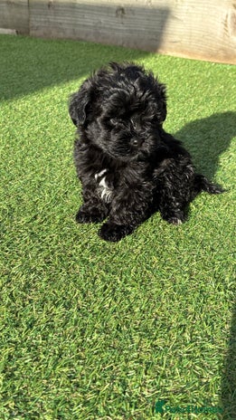 Lhasapoo dogs - Advert 7