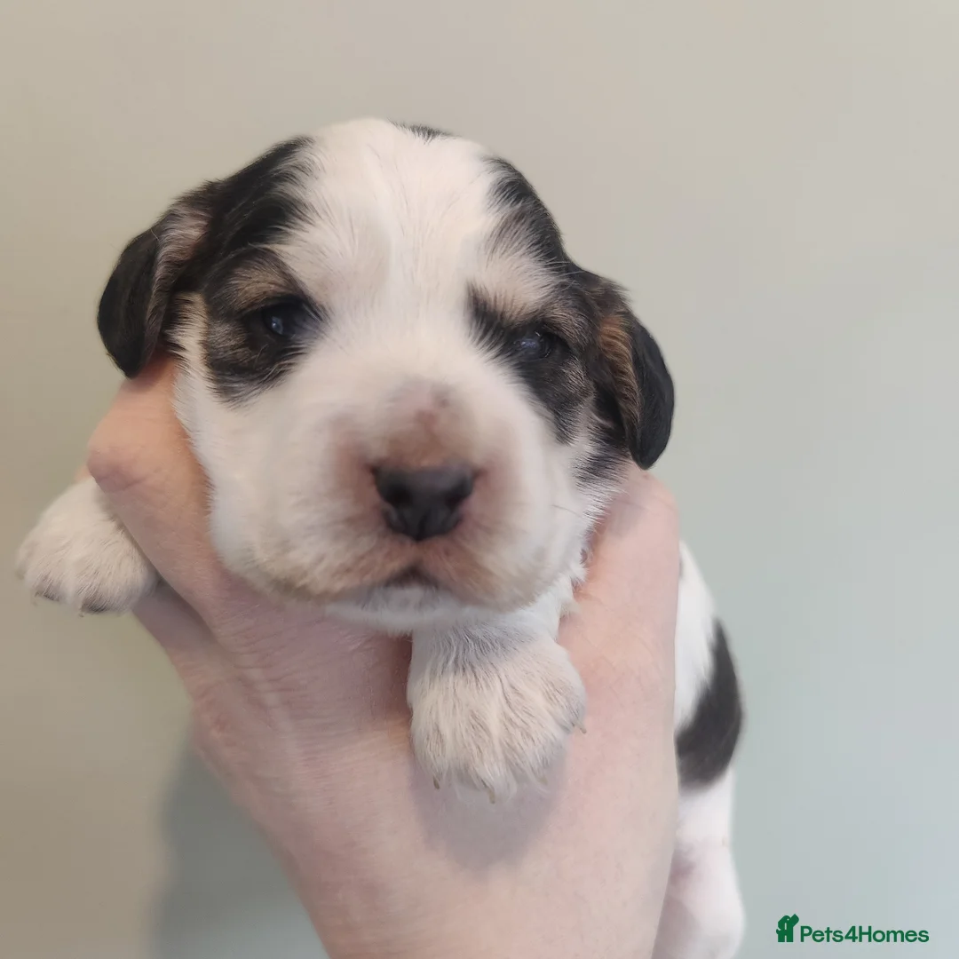 Cocker Spaniel dogs for sale: KC Registered Show Type Cocker Spaniels  - Advert 17