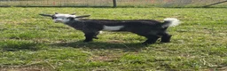 Goats livestock for sale: 2x Pygmy wethers for sale  - Advert 3