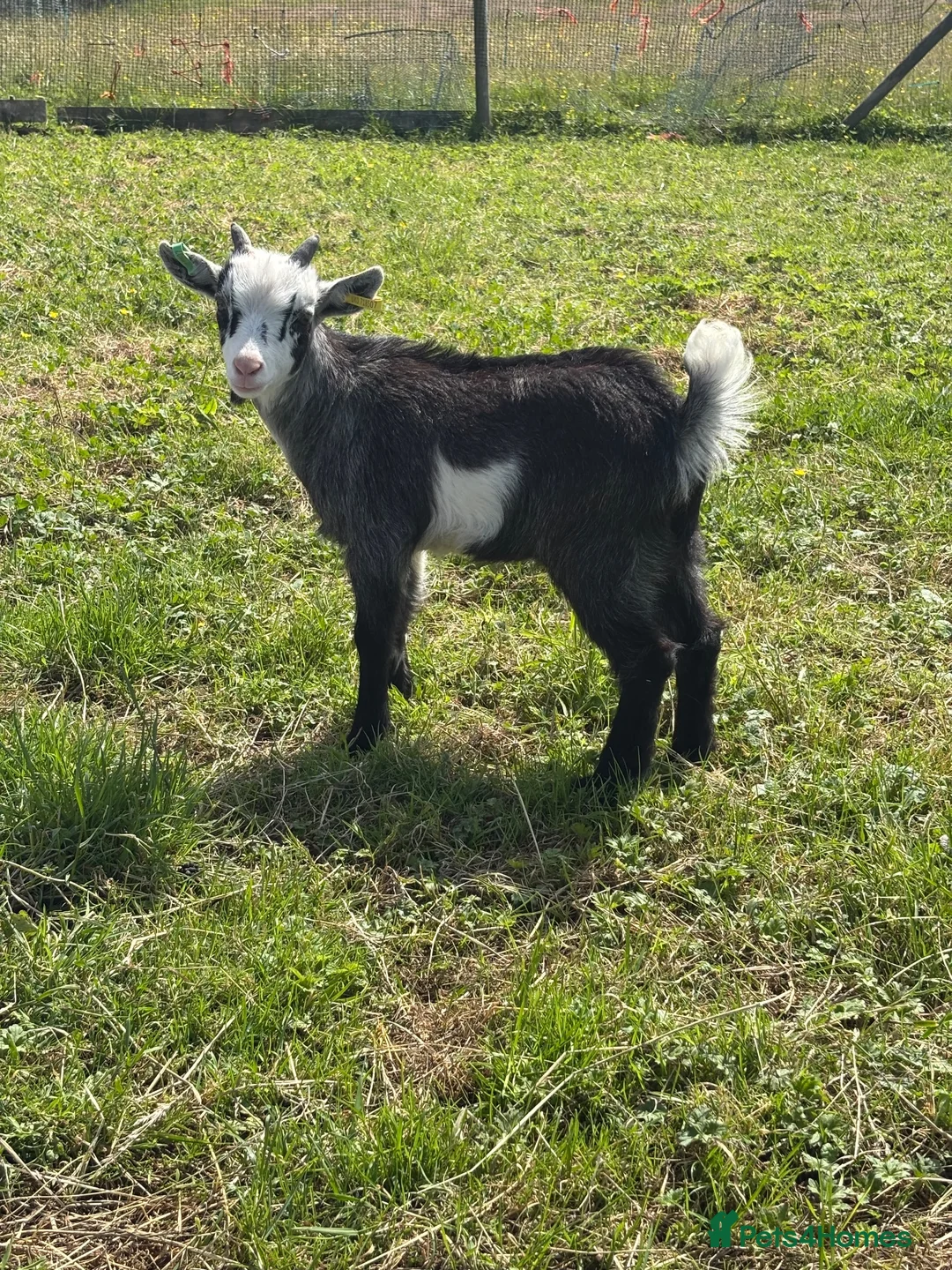 Goats livestock for sale: 2x Pygmy wethers for sale  - Advert 3