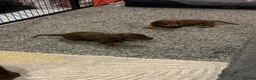 Dachshund dogs for sale: Miniature Dachshunds  - Advert 12
