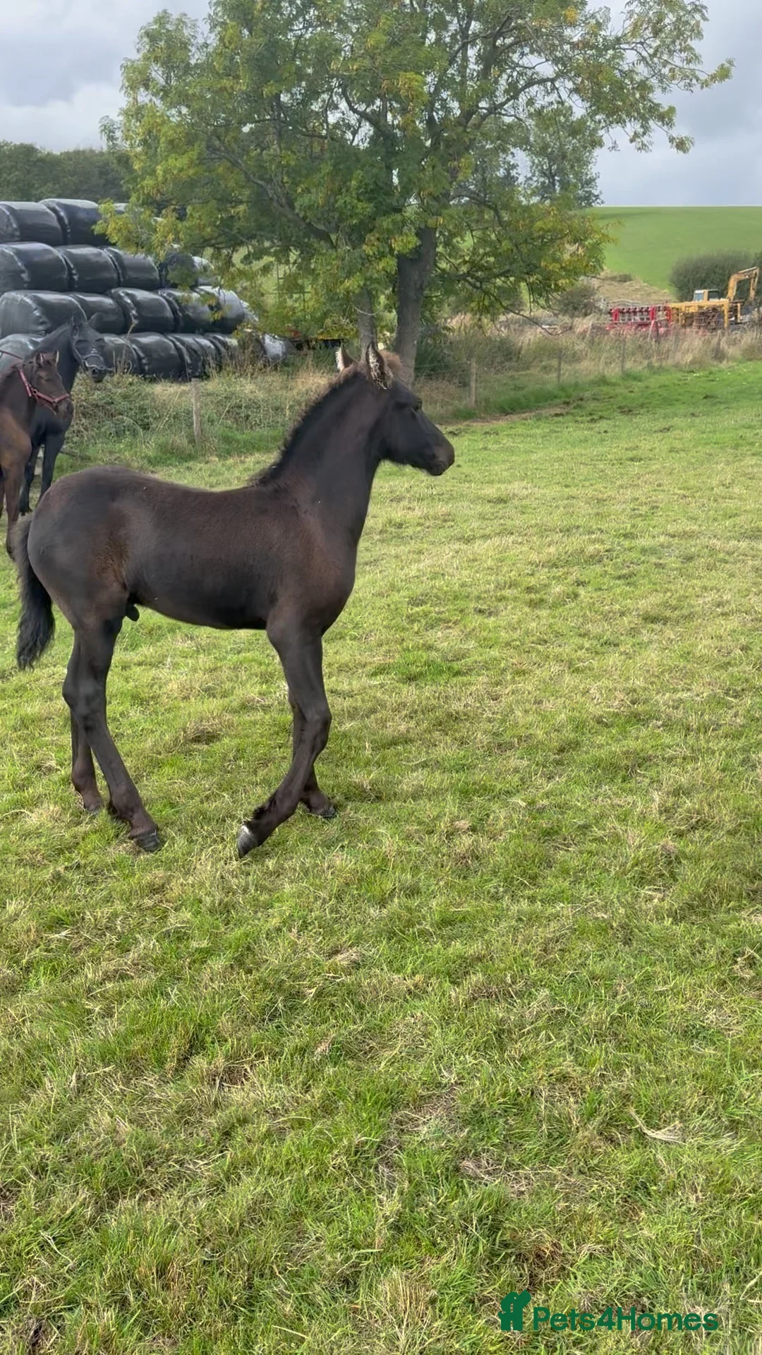 Friesian horses for sale: COLT BORN 2026 RESEVE DEPOST TAKEN NOW - Advert 1