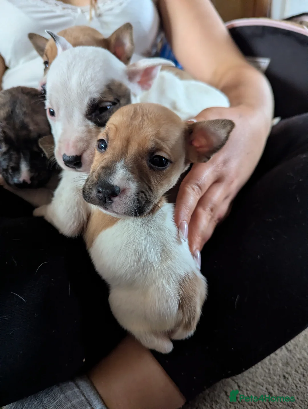 Mixed Breed dogs for sale: 7 gorgeous EBT x puppies - Advert 1