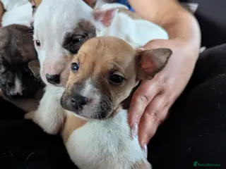 English Bull Terrier dogs 7 gorgeous EBT x puppies - Advert 4