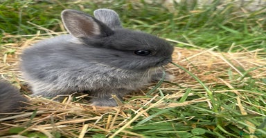 Netherland Dwarf rabbits - Advert 10