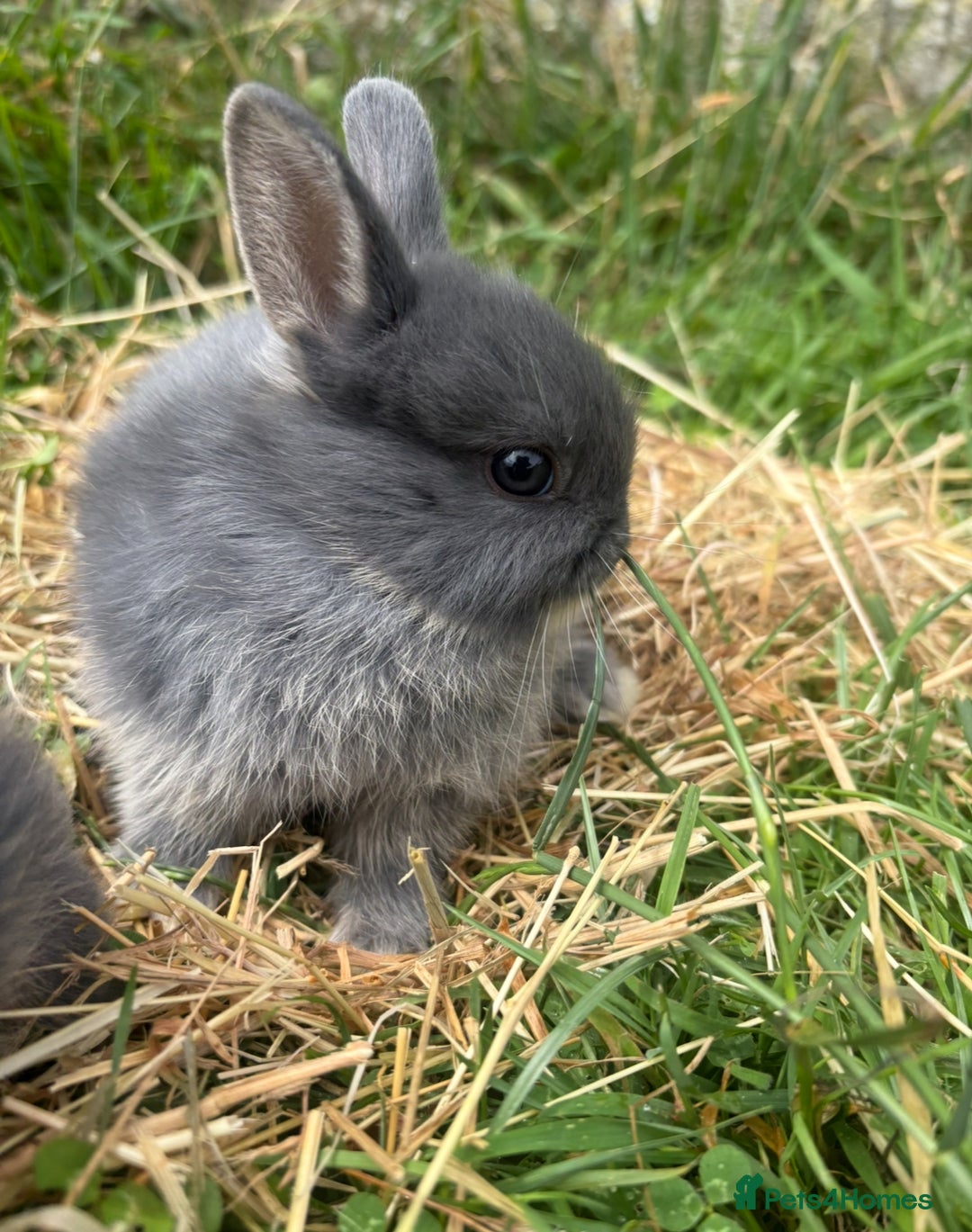 Netherland Dwarf rabbits for sale: Sweet blue Netherland dwarf bunnies  - Image 2