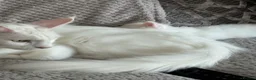 Mixed Breed cats for sale: Maine coon x bengal kittens  - Advert 6